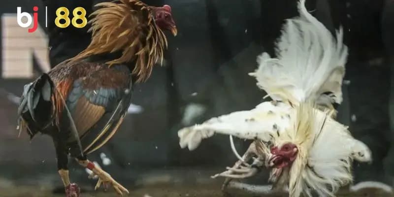đá gà Giới thiệu về sảnh cược đá gà